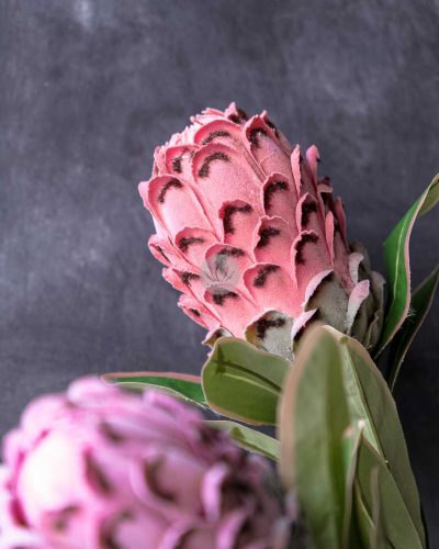 Protea Spray XF9908 - Image 3