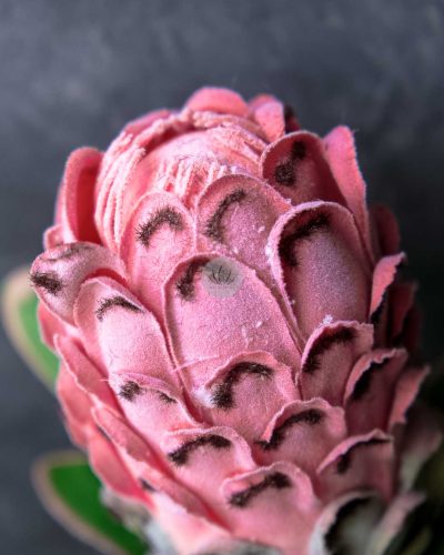 Protea Spray XF9908 - Image 5