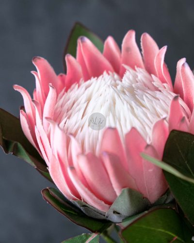 Protea Spray XF9911 - Image 2