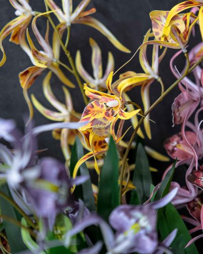 Spider Orchid Spray XF9938 - Image 2