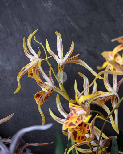 Spider Orchid Spray XF9938 - Image 4