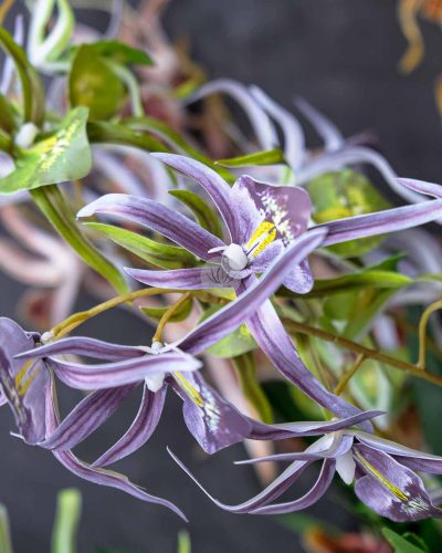 Spider Orchid Spray XF9938 - Image 3
