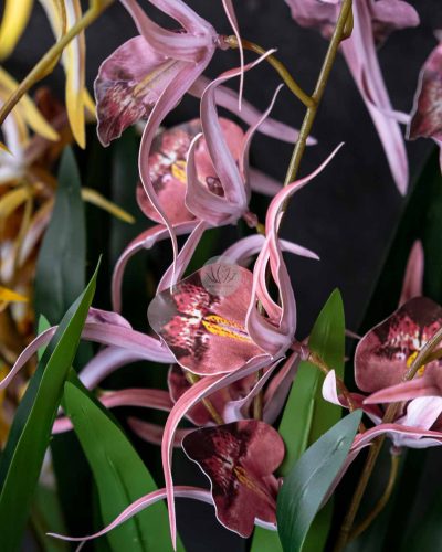 Spider Orchid Spray XF9938 - Image 5