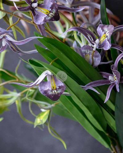 Spider Orchid Spray XF9938 - Image 6