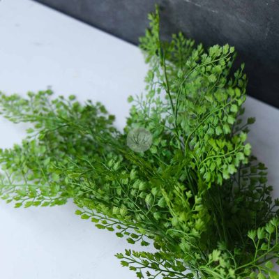 Adiantum Bush LWP7315