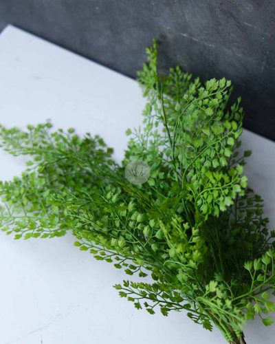 Adiantum Bush LWP7315