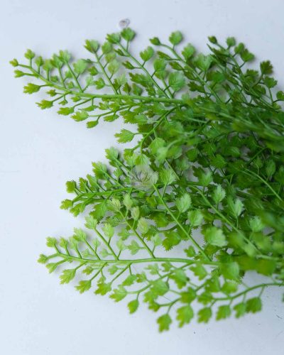 Adiantum Bush LWP7315 - Image 2
