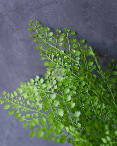 Adiantum Bush LWP7315 - Image 4