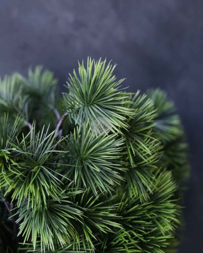 Pinus Leaf Spray LWP7431 - Image 2