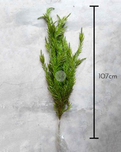 Fox Grass Spray LWP7370 - Image 5