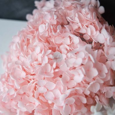 Dry Hydrangea BFD458
