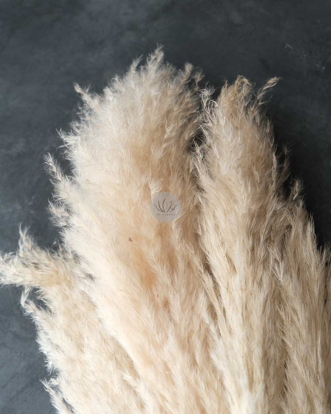 Dry Pampas Grass BFD451 - Image 3