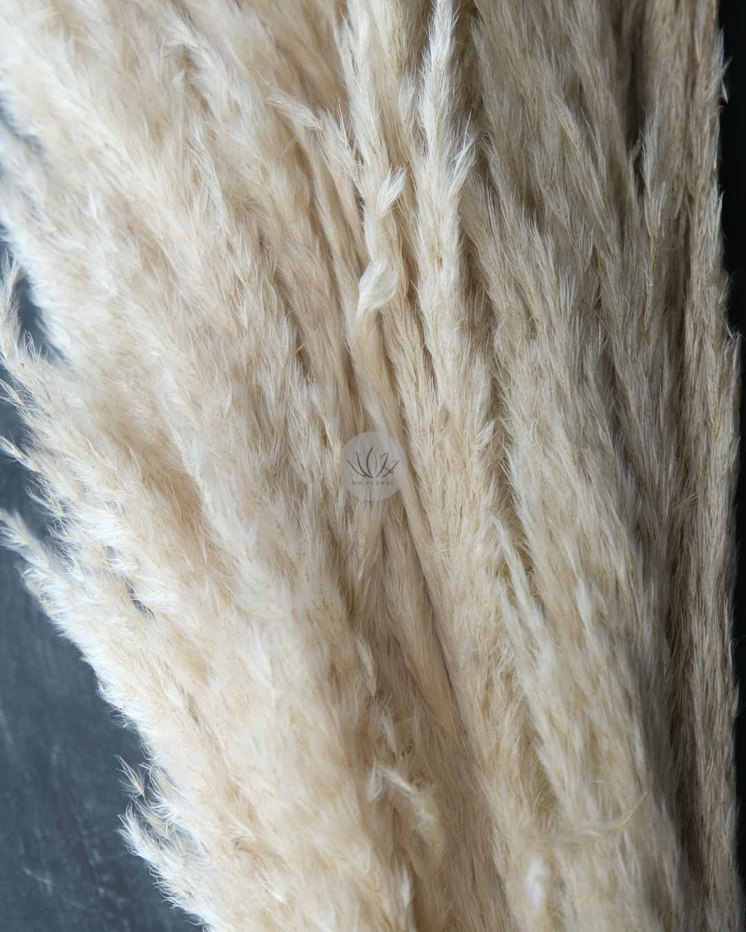 Dry Pampas Grass BFD451 - Image 2