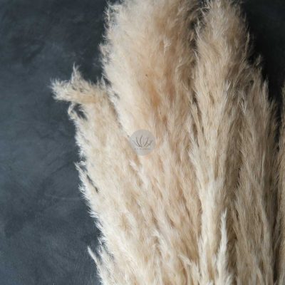 Dry Pampas Grass BFD451