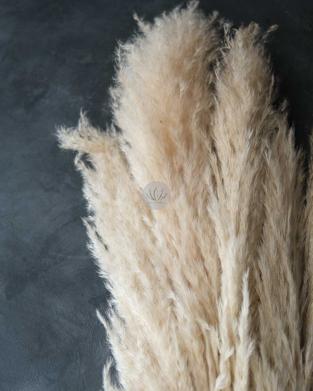 Dry Pampas Grass BFD451