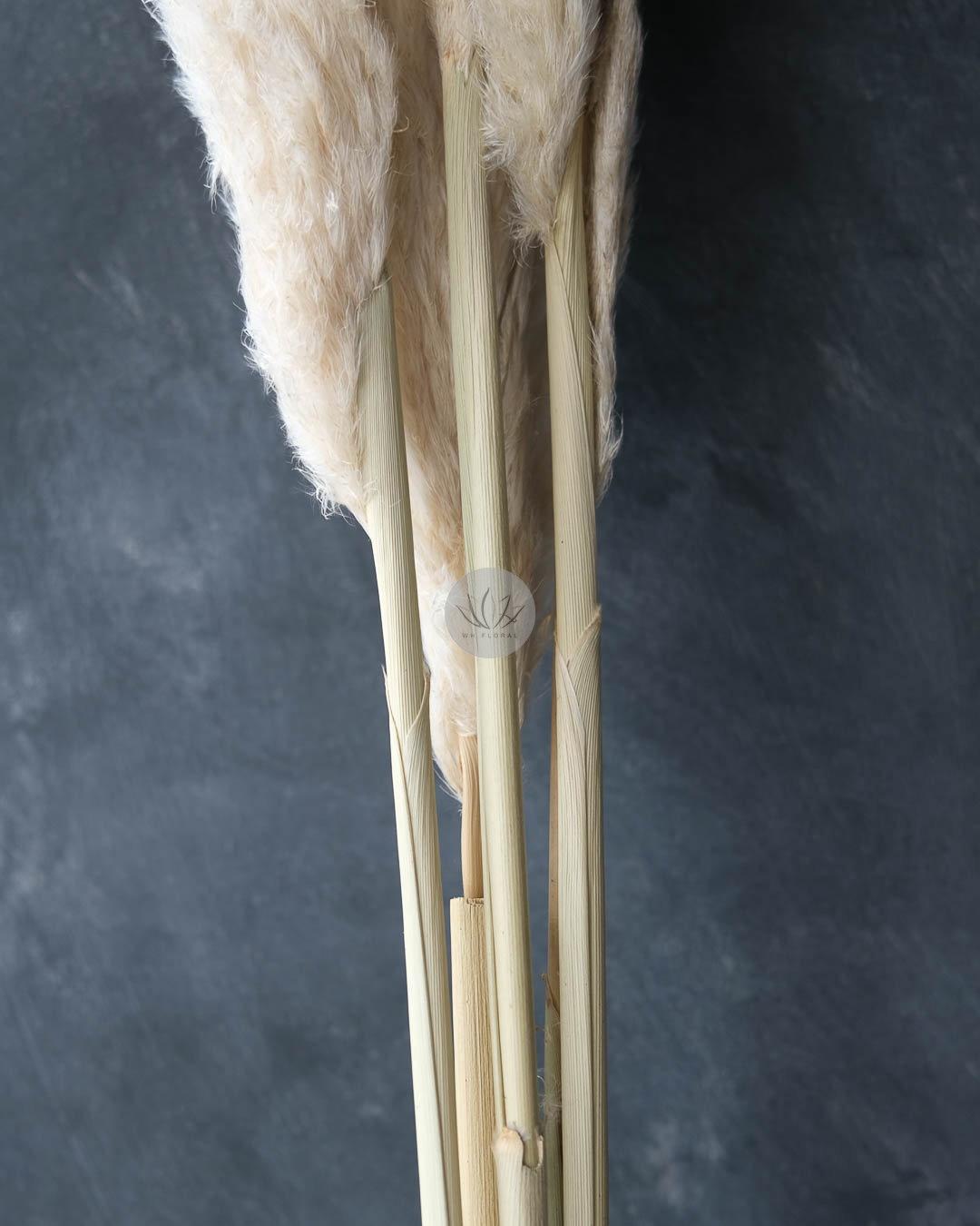 Dry Pampas Grass BFD451 - Image 4