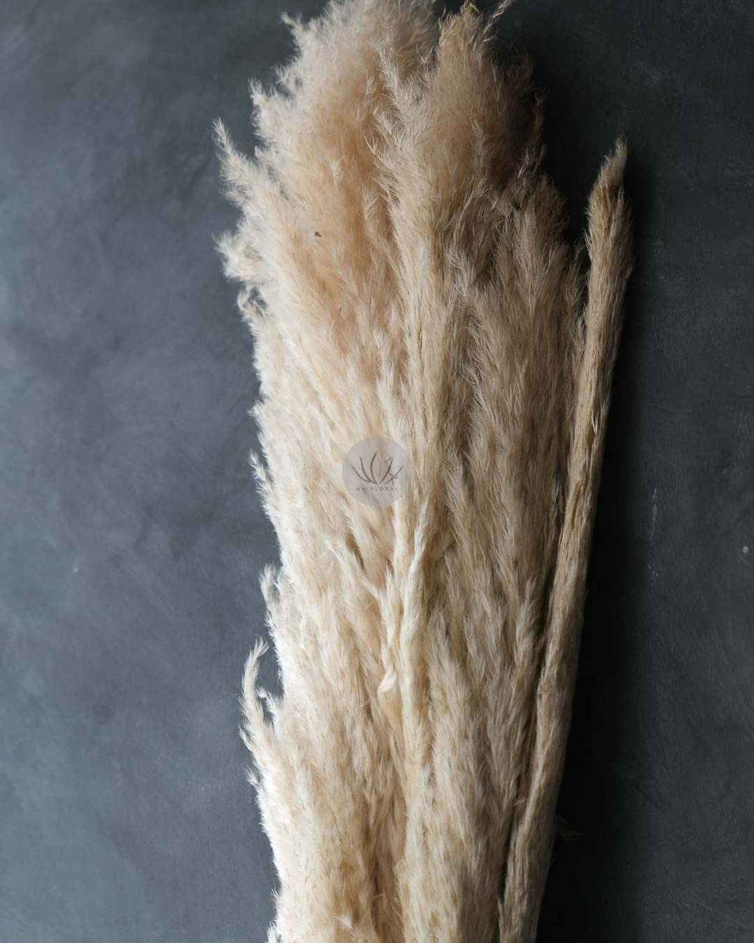 Dry Pampas Grass BFD451 - Image 5