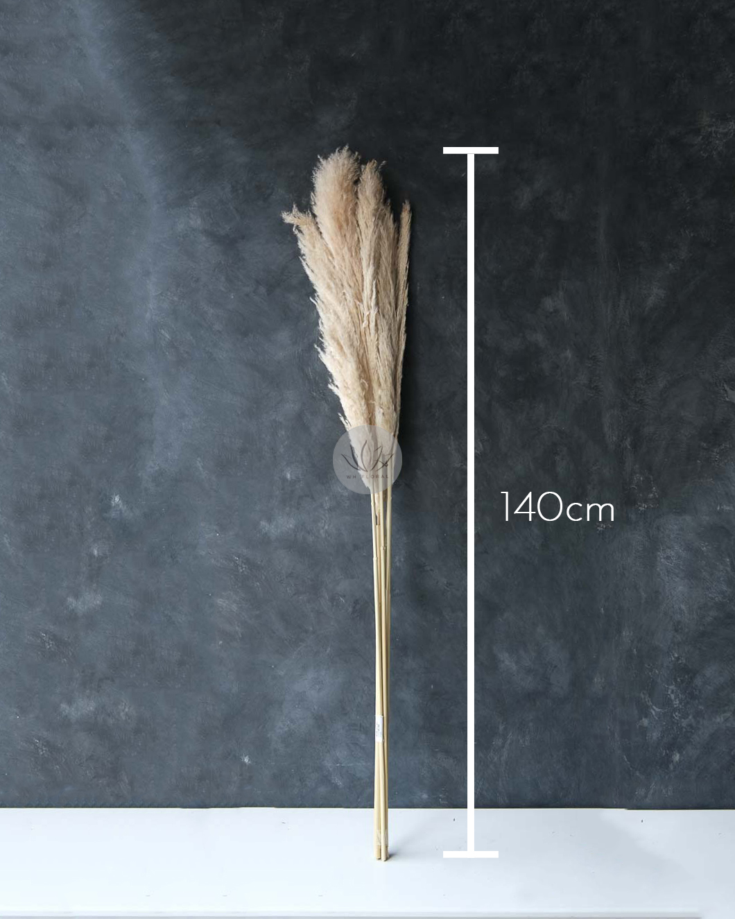 Dry Pampas Grass BFD451 - Image 6