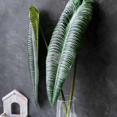 Anthrium Spray XL9711