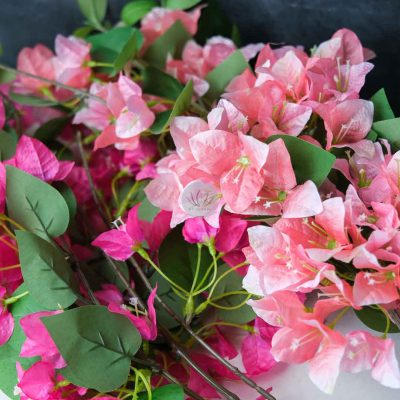 Bougainvillea Spray XF9891