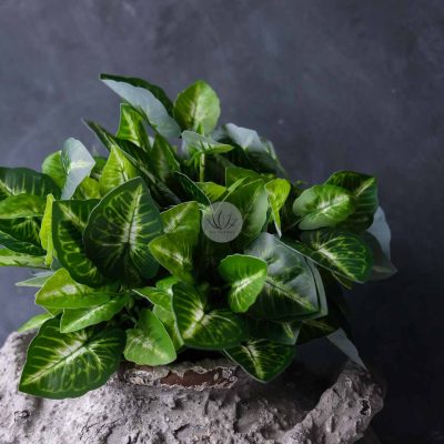 Codiaeum Bush XL9700-108