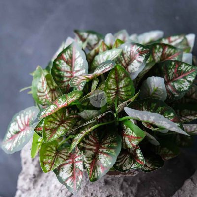 Red Caladium XL9700-26