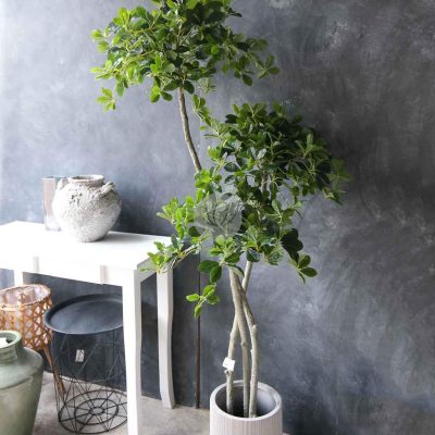 Black Olive Tree LWP7491