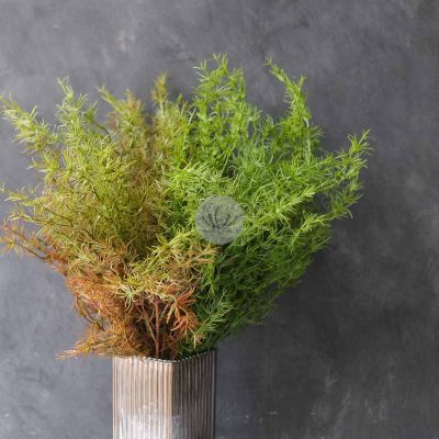 Cedar Leaf Bush LWL7497