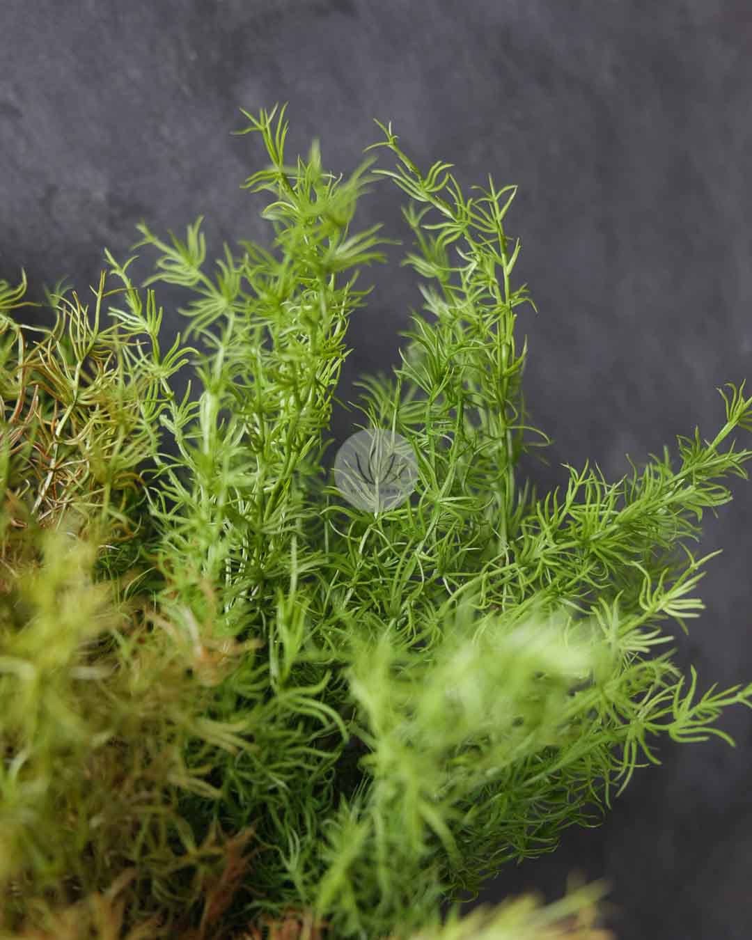 Cedar Leaf Bush LWL7497 - Image 2