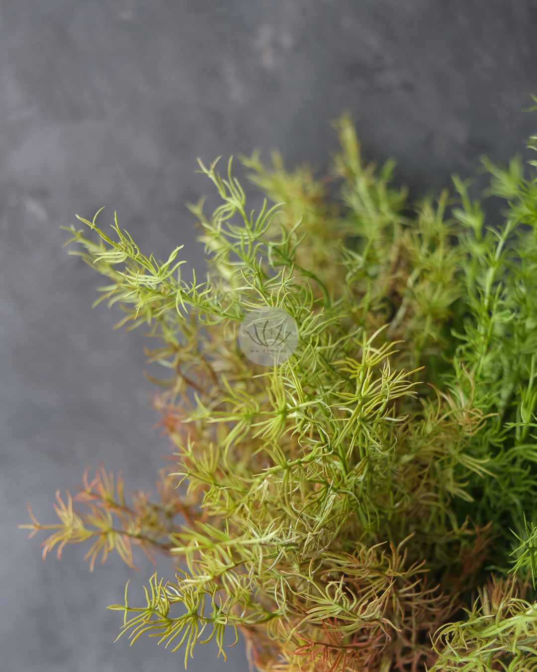 Cedar Leaf Bush LWL7497 - Image 3