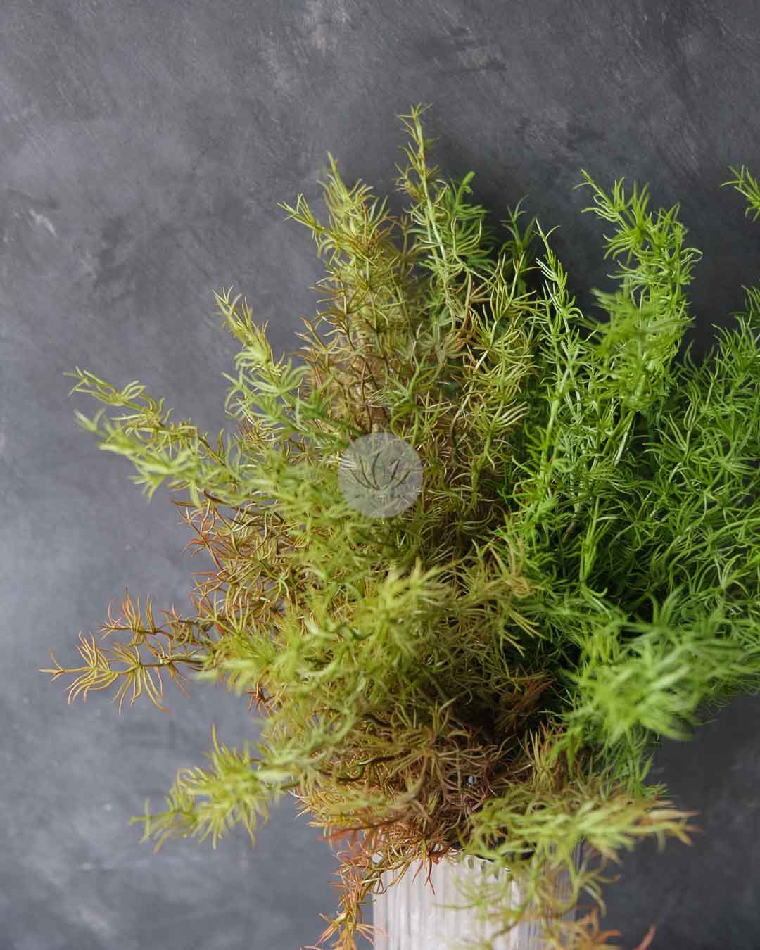 Cedar Leaf Bush LWL7497 - Image 4