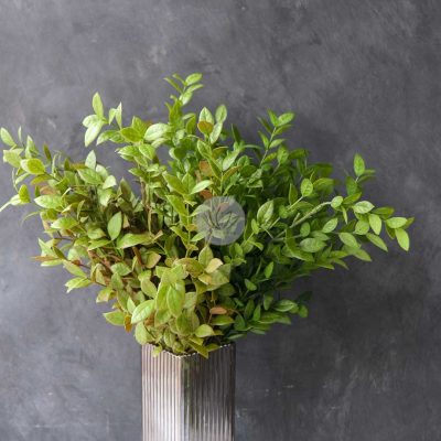 Ficus Leaf Bush LWL7498