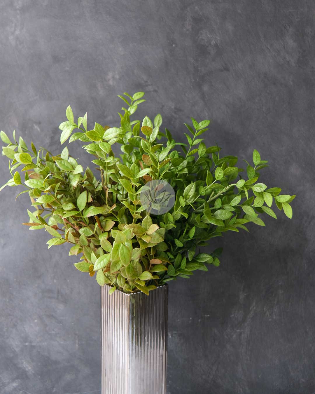 Ficus Leaf Bush LWL7498