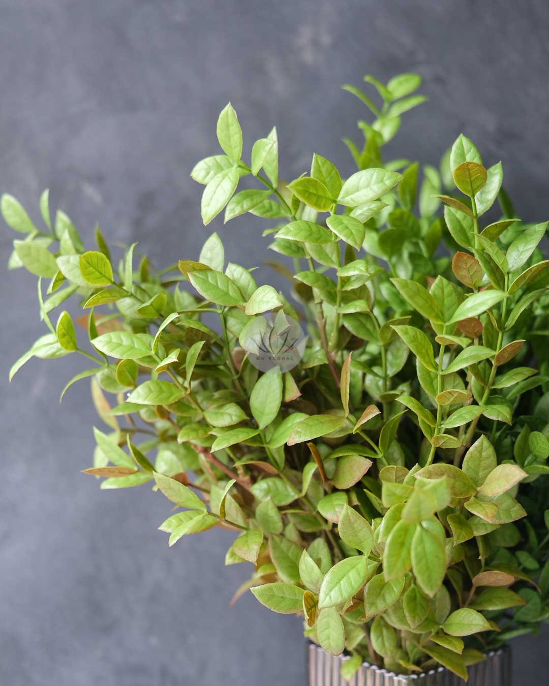 Ficus Leaf Bush LWL7498 - Image 2
