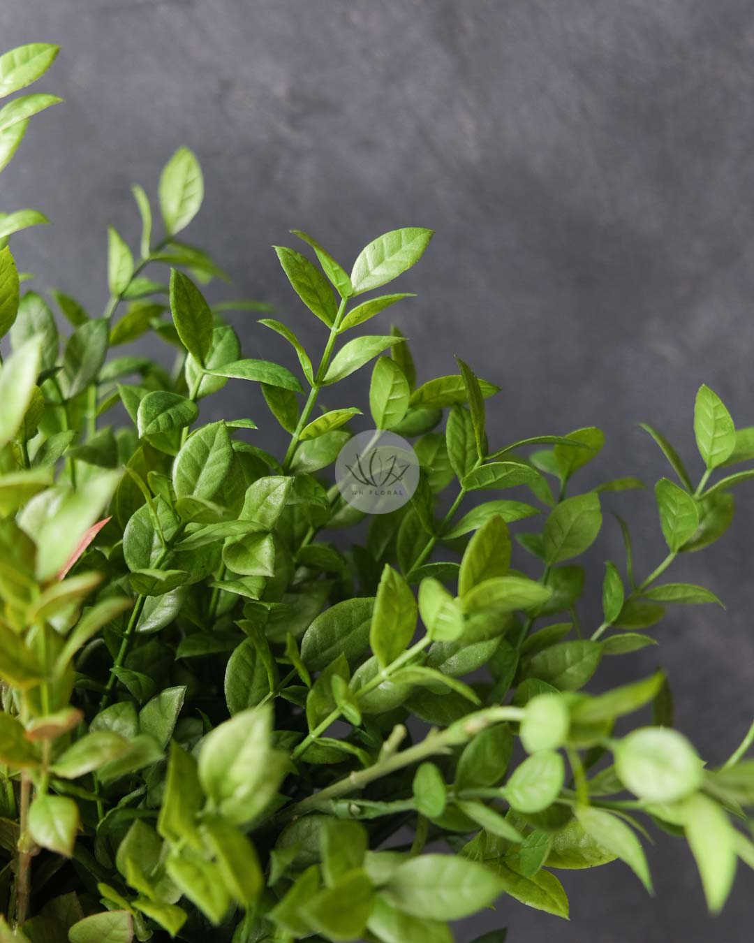 Ficus Leaf Bush LWL7498 - Image 3