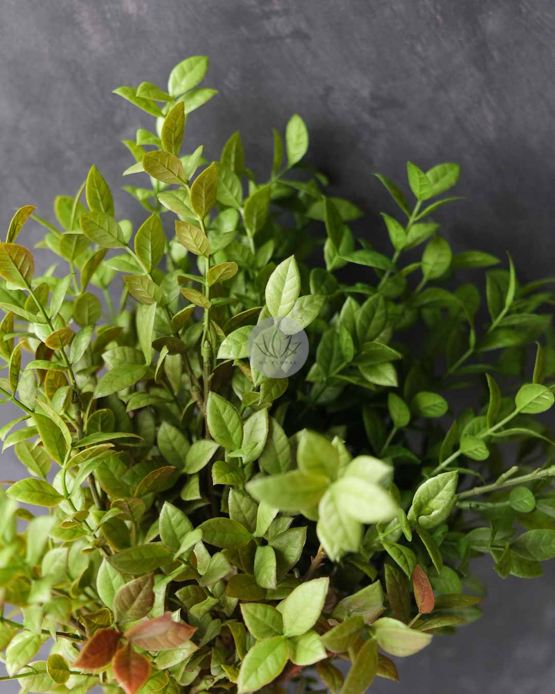 Ficus Leaf Bush LWL7498 - Image 5