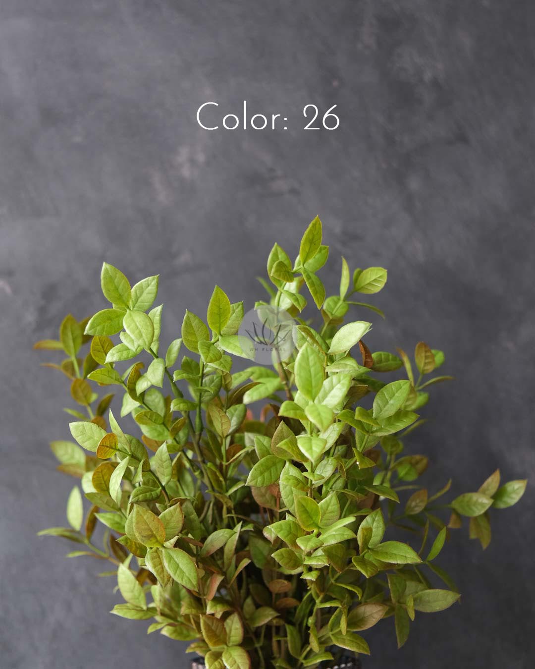 Ficus Leaf Bush LWL7498 - Image 7