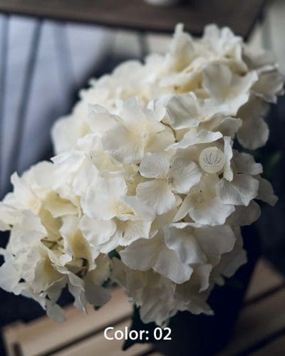 Hydrangea XWF9751 - Image 3
