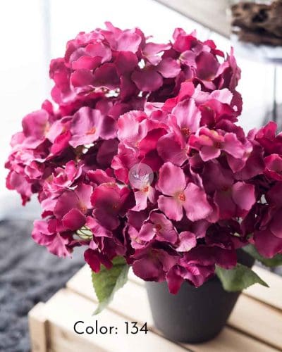 Hydrangea XWF9751 - Image 13