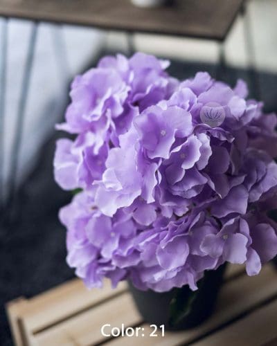 Hydrangea XWF9751 - Image 6