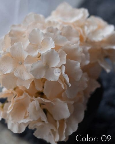 Hydrangea XWF9751 - Image 21