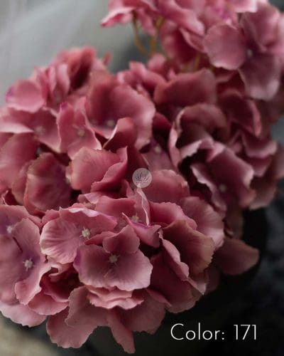 Hydrangea XWF9751 - Image 22