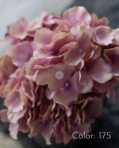 Hydrangea XWF9751 - Image 23