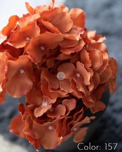 Hydrangea XWF9751 - Image 24