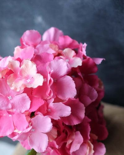 Hydrangea XWF9751 - Image 25