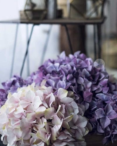 Hydrangea Head LCMHY033 - Image 2