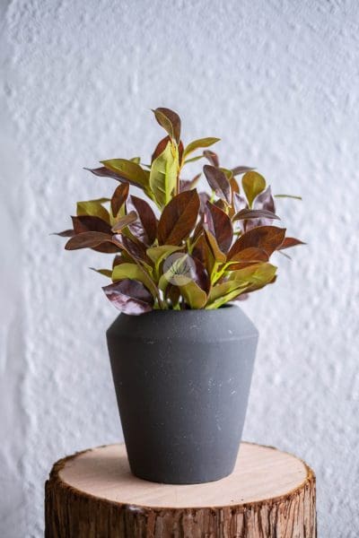 Azalea Leaf Bush LWP7117