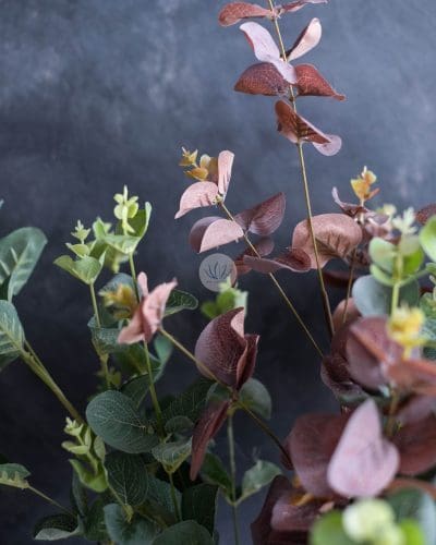 Eucalyptus BP12 - Image 2
