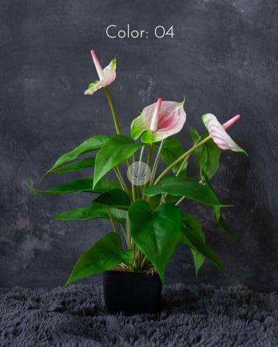 Anthurium with Pot PTX318P - Image 3