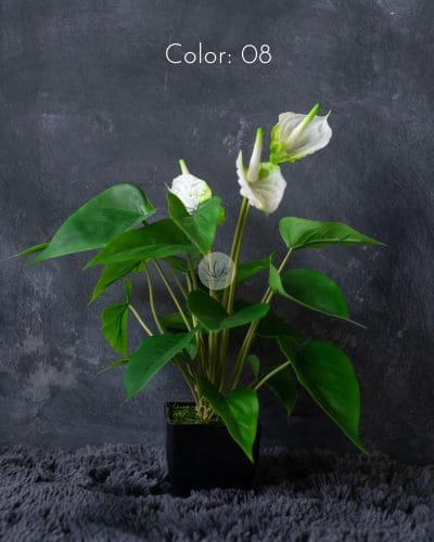 Anthurium with Pot PTX318P - Image 4